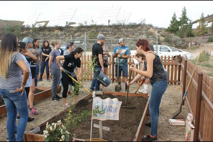 How the Crafton Community Garden Grows