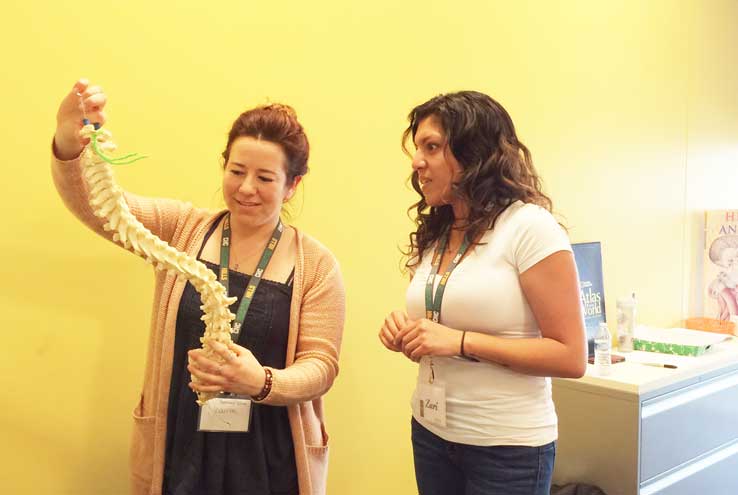 Two women examining a model of the spine