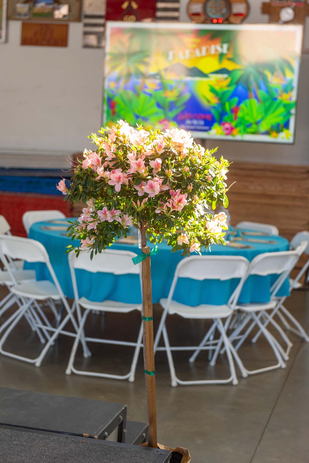 small flowering tree in the event room