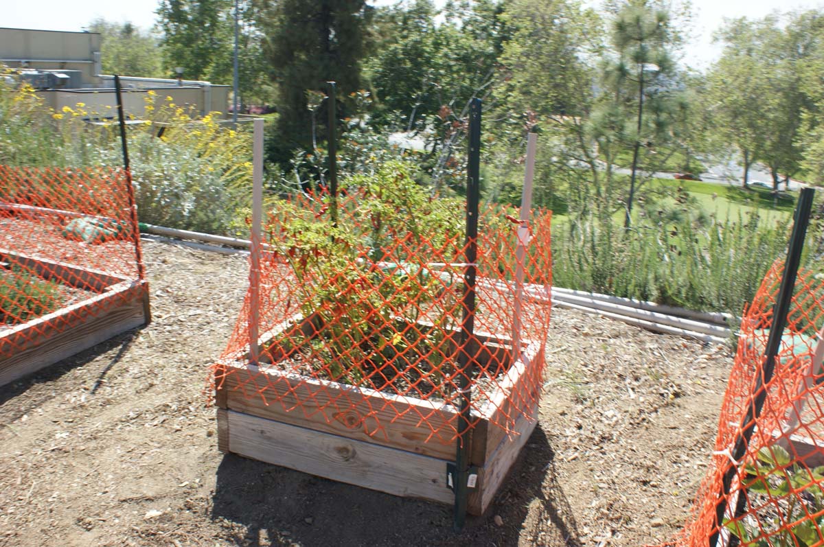 People at the community garden