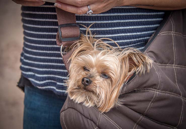 Attendees at the Herbivore Festival