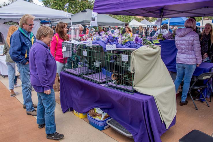 Attendees at the Herbivore Festival