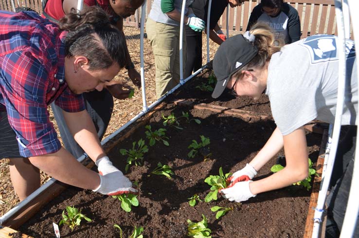 People working in the community garden