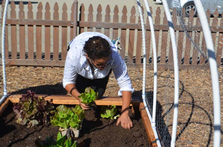 People working in the community garden