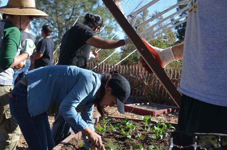 People working in the community garden