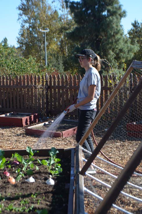 People working in the community garden