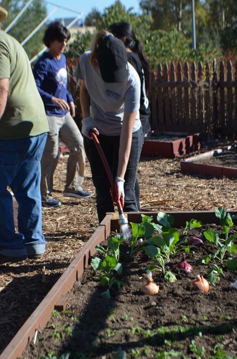 People working in the community garden