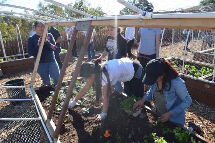 People working in the community garden