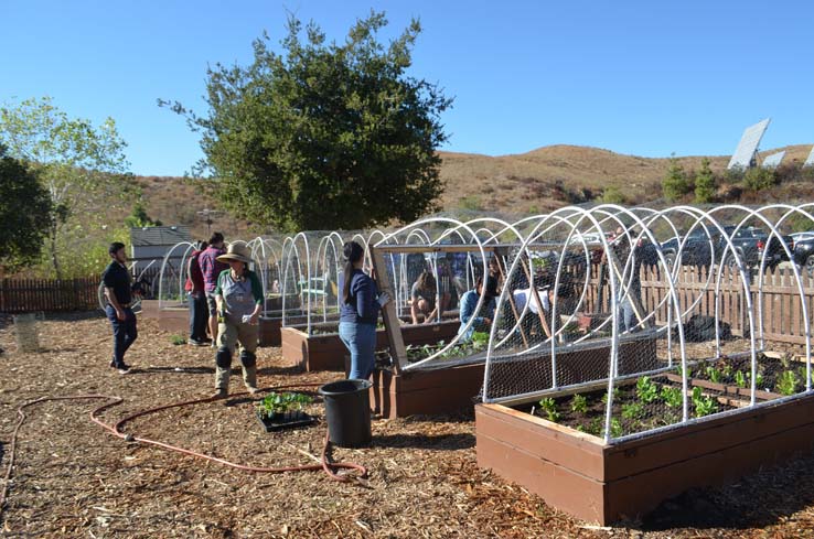 People working in the community garden