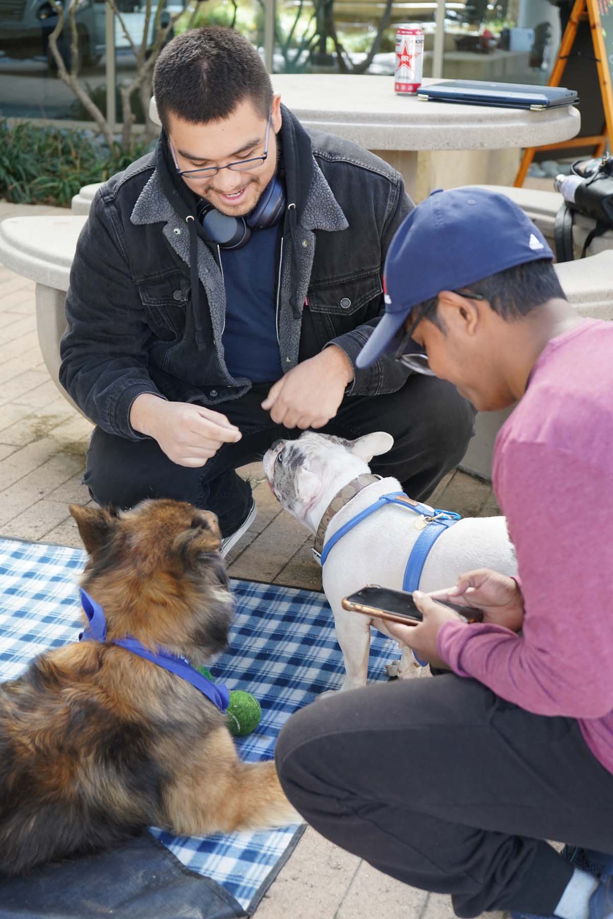 Therapy dogs and cats visit CHC students.