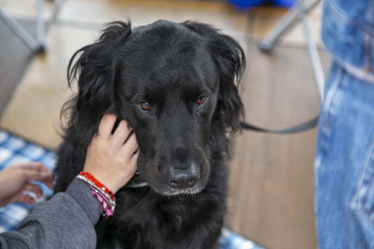 CHC students attend Thrive Fest.