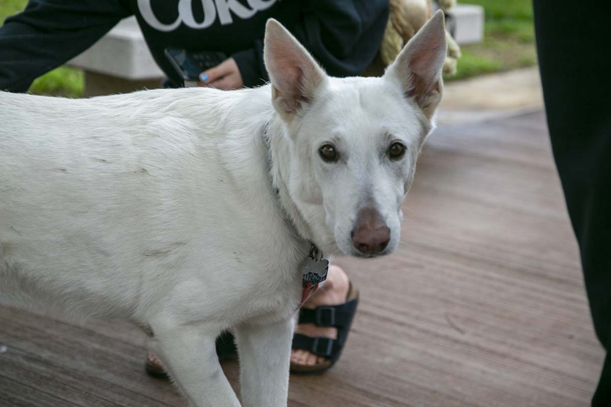 CHC students attend Thrive Fest.