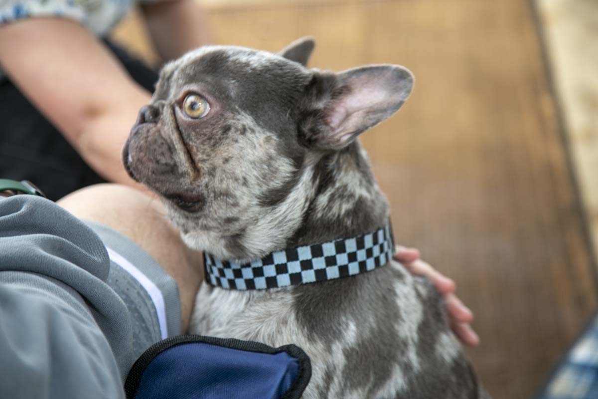 CHC students attend Thrive Fest.