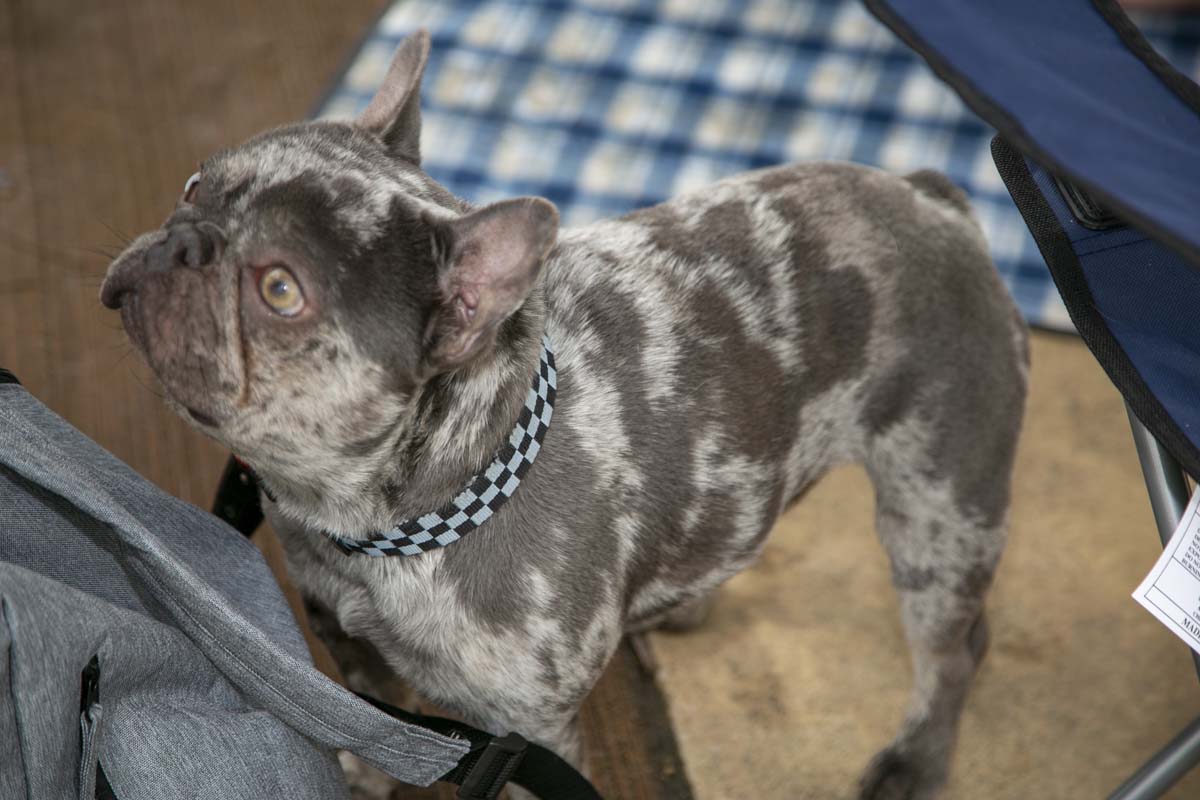 CHC students attend Thrive Fest.