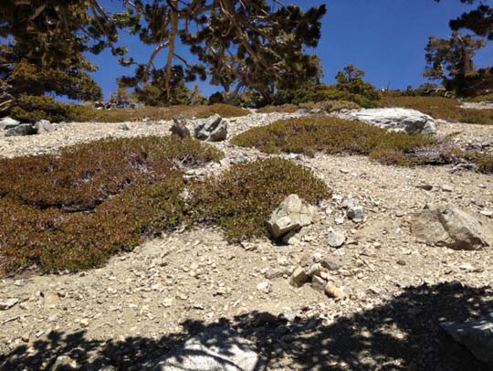 Mt. Baldy Hike