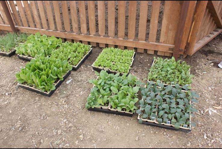 How the Crafton Community Garden Grows