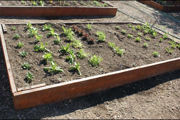 How the Crafton Community Garden Grows