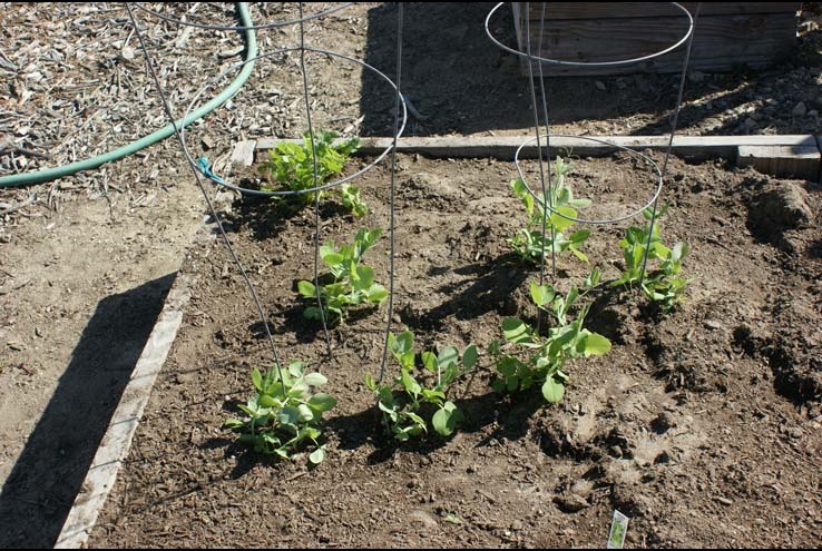 How the Crafton Community Garden Grows