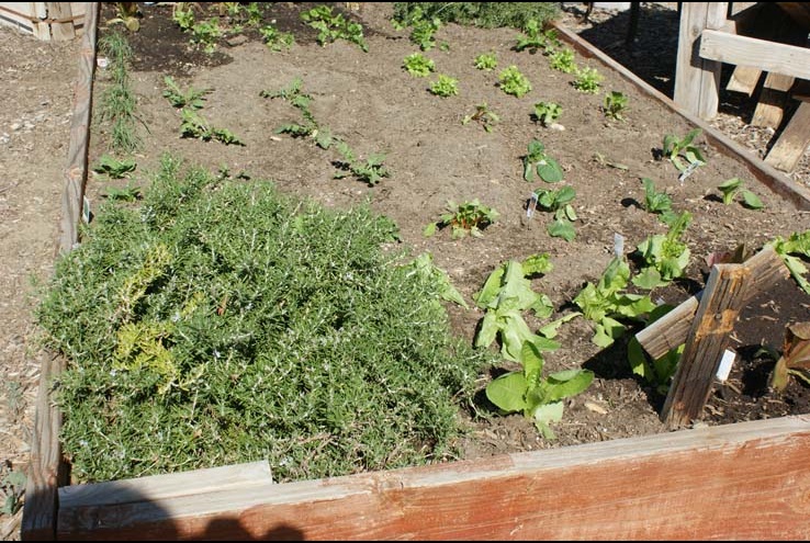 How the Crafton Community Garden Grows