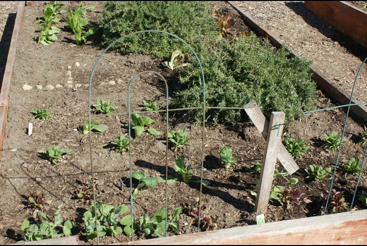 How the Crafton Community Garden Grows