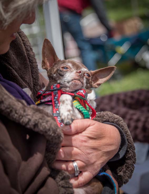 Attendees at the Herbivore Festival