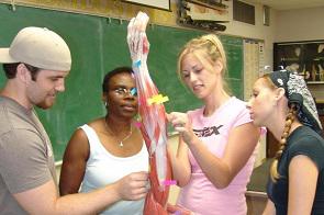  Four students studying the muscles of a human arm.